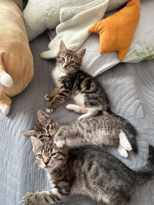 2 котика, британцы