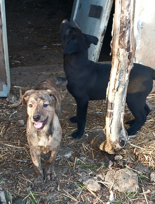 Подаряват се две кученца