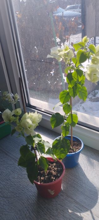 Бугенвиллия белая .