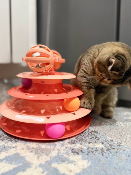 Manchkin oʻgʻil bola 6 oylik