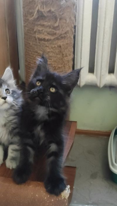 Котята мейн кун продажа.