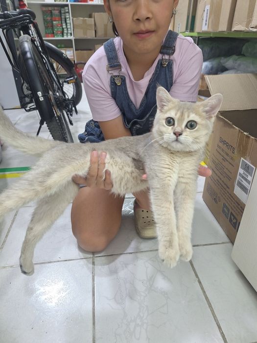 Срочно сотилади британский галубой шиншила