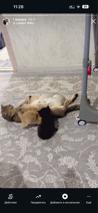 Mushuklar sotiladi. Britanskiy shinshilla srochno . Erkak, ayol. Bola