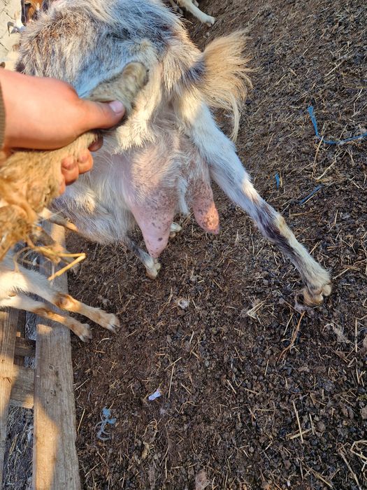 Vând capre tinere si bune de lapte