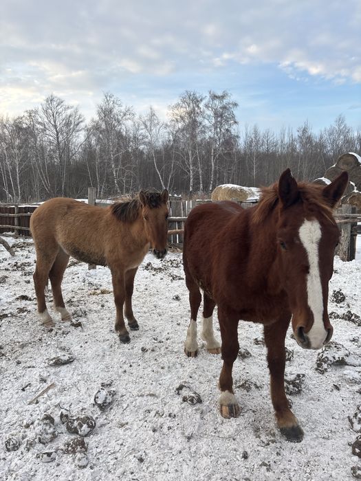 Срочно продам лошадей с откорма