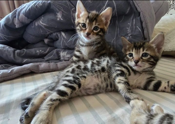 Бенгальские котята