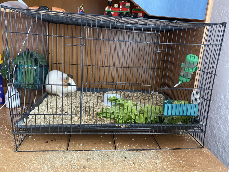 Продам Морскую Свинку Мальчик