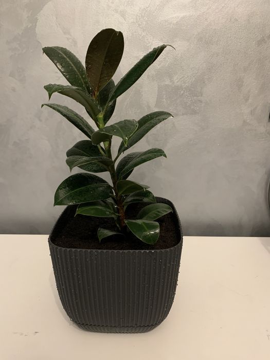 Комнатные растения Фикус Эластика Робуста