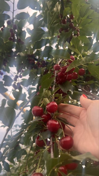 Вишня из сада крупная