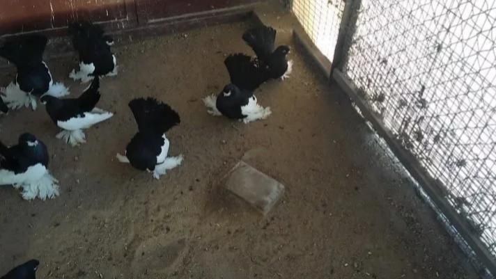 голубь статный краснодарский. ростовские чилики голуби. статные голуби. голуби статные ростовские. ростовские черные статные голуби.