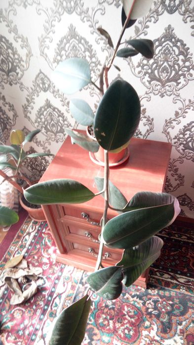 Три цветка фикуса