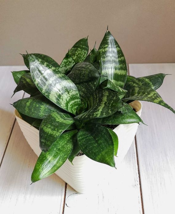 Сансевиерии Алматы