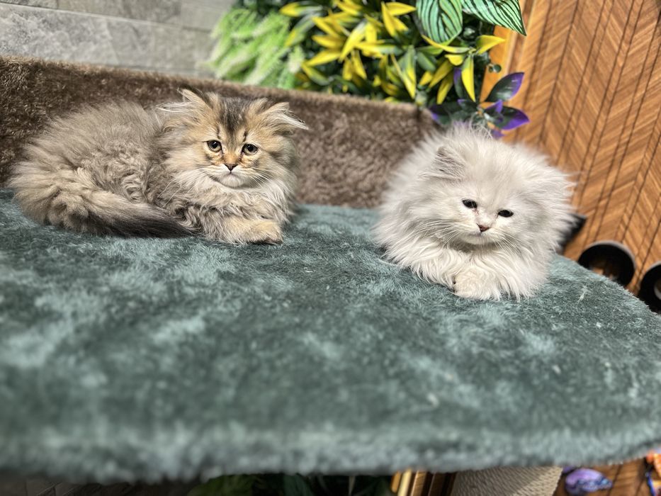 Шотландский скоттиш страйт