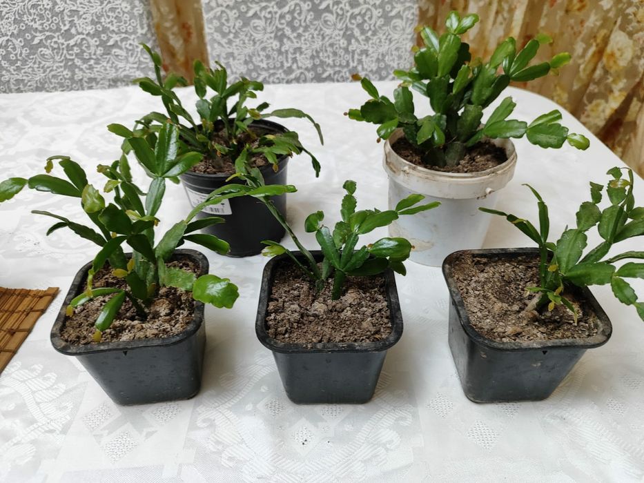 Декабрист цветок