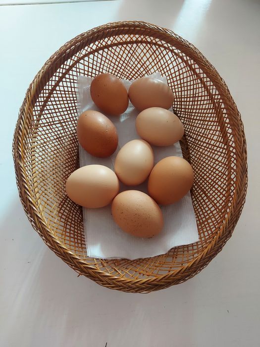 Икубационные яйца