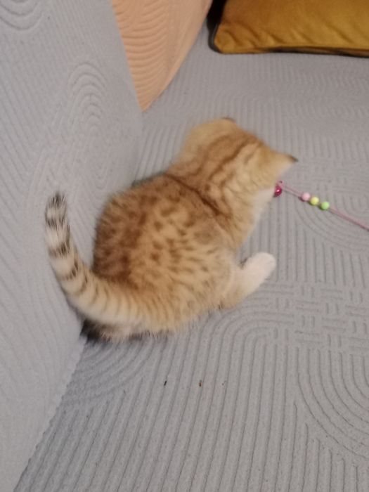 Продам Британских котят.