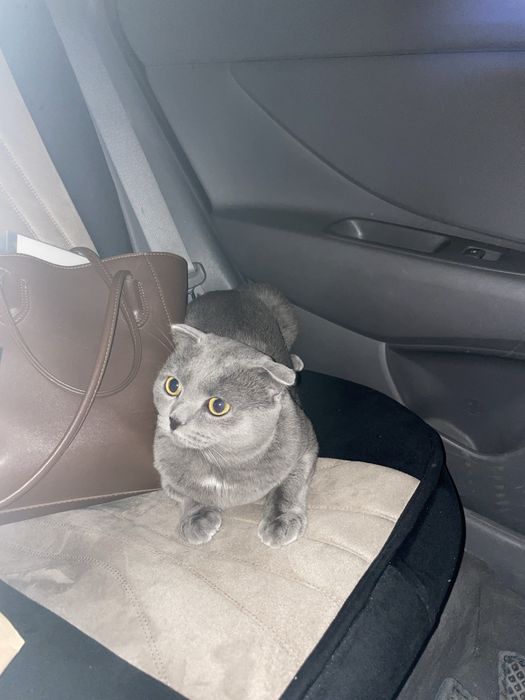 Отдам кота в хорошие руки