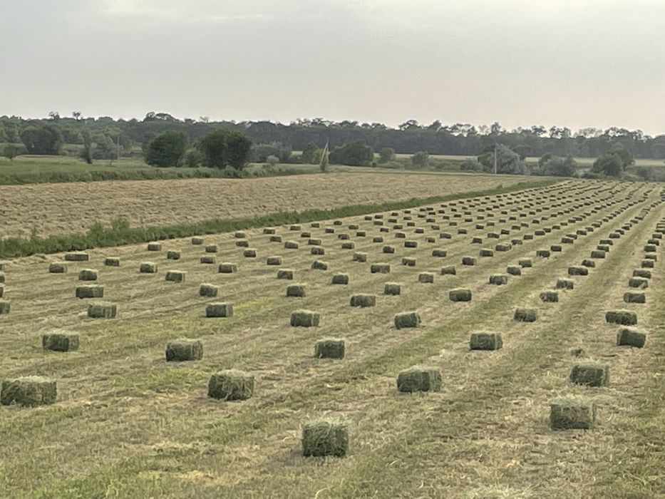 Сено люцерна 3 укос