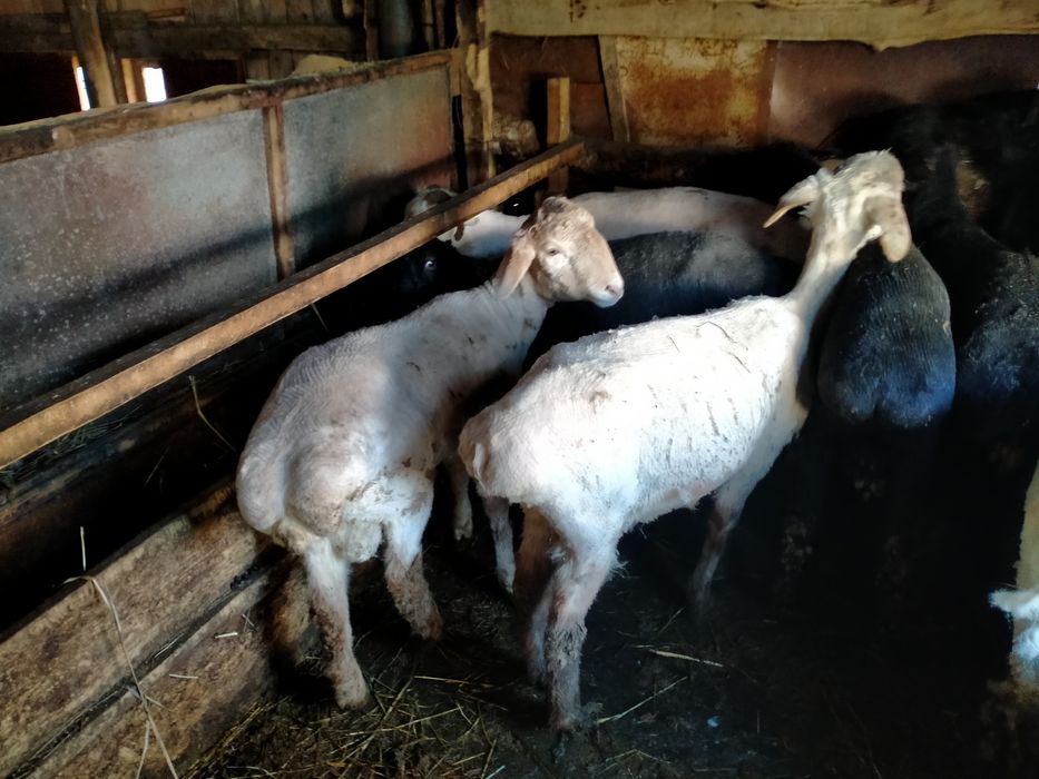 Қойлар сатам, Овцы продам