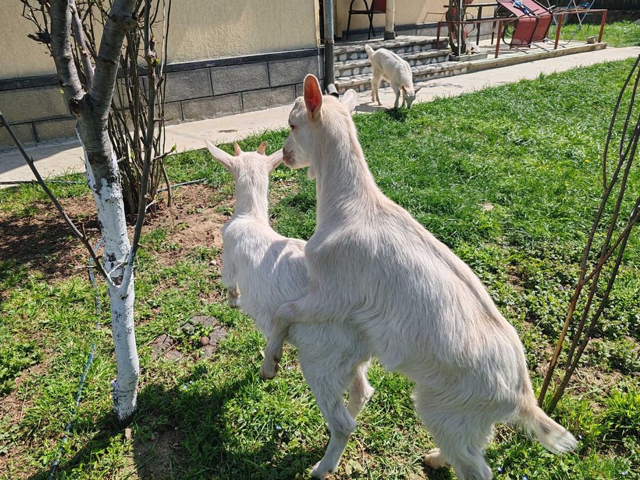 Iezi capre rasa Saanen