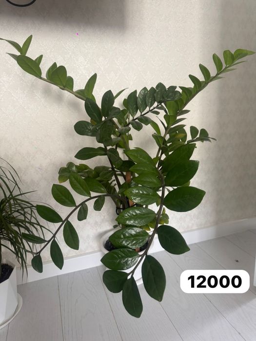 Цветы домашние цветы  драцена, замиикулькас