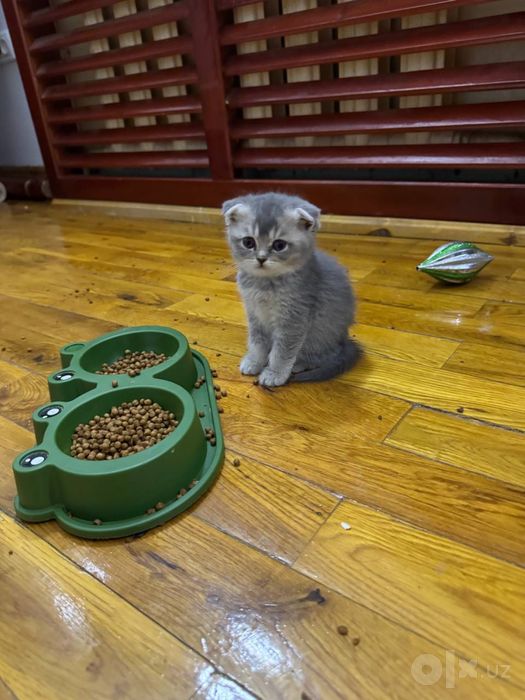 Кошки Британские