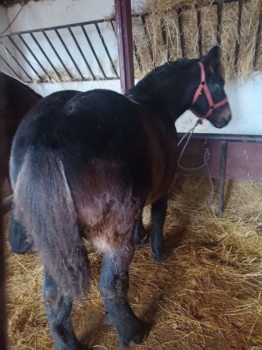 Un manz negru bun din cai grei este frumoa 5 luni are manzu