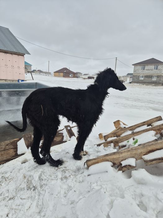 Продам тазы 1,6 год