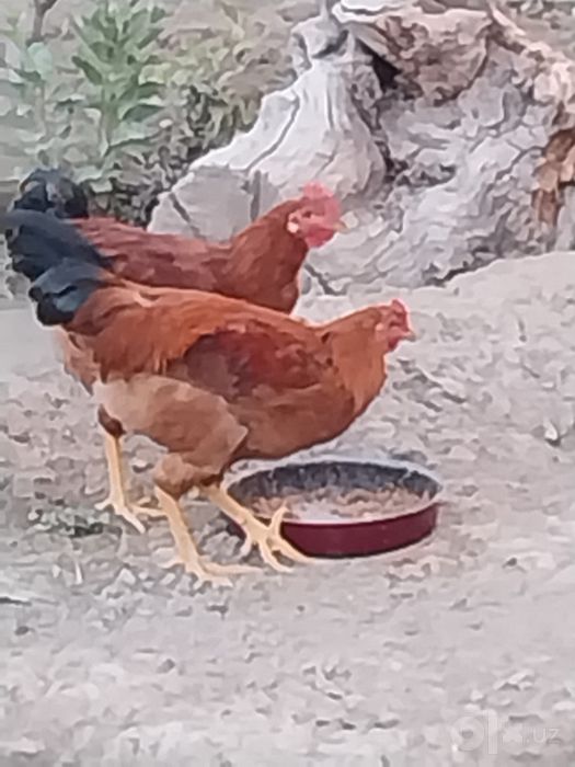 Зотдор товуклар.