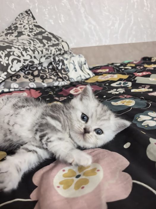 Продам котят (скоттиш страйт)