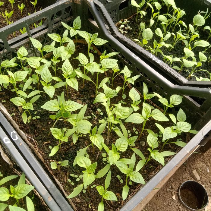 Рассада для теплиц: помидоры, огурцы