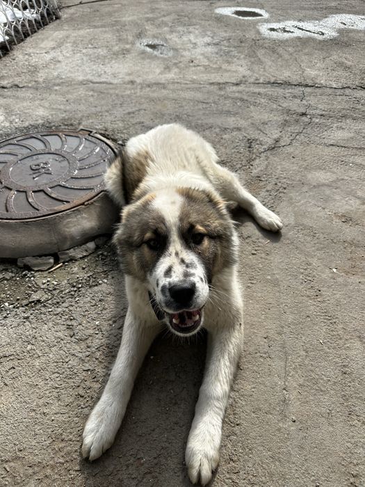 Продается собака Алабай