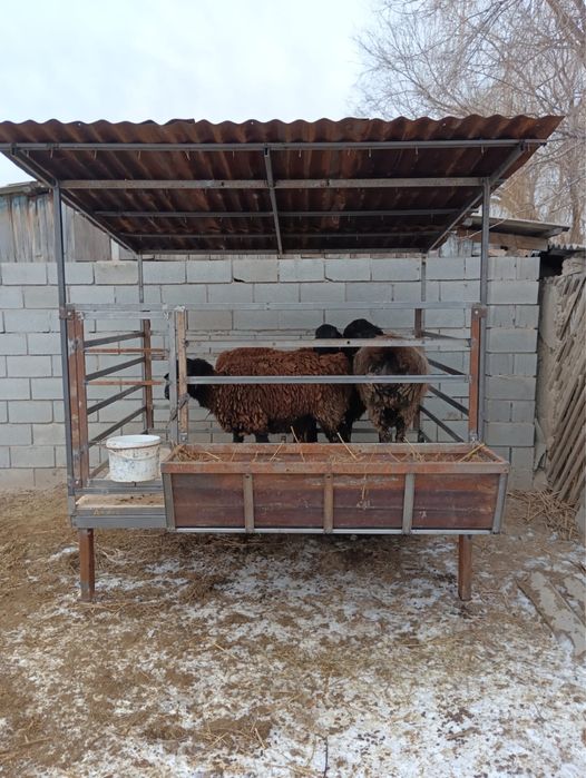 кой кора сатылады