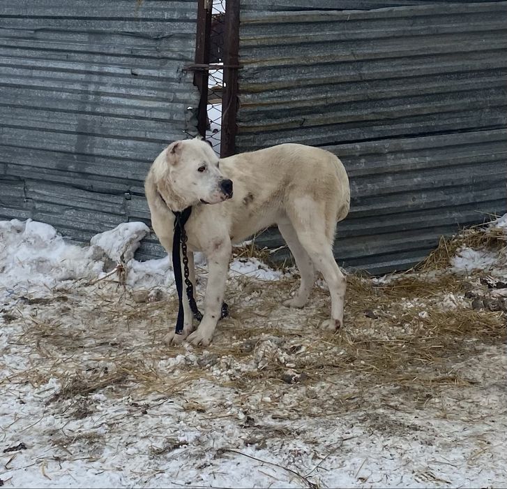 Алабай 7 айлык еркек срочно