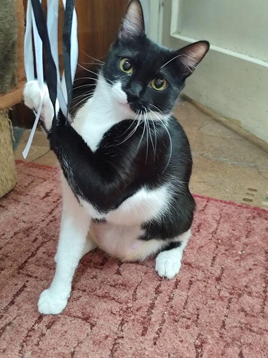 Pisoi pentru adopție