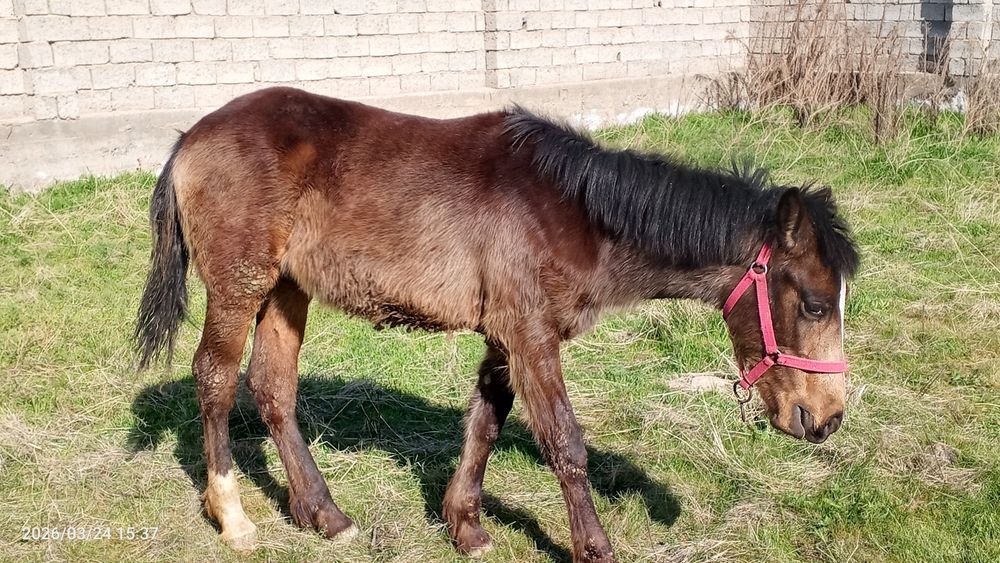 7 oylik toy sotiladi