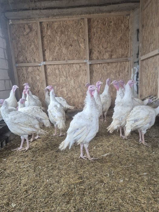 Curcani si curci de vânzare