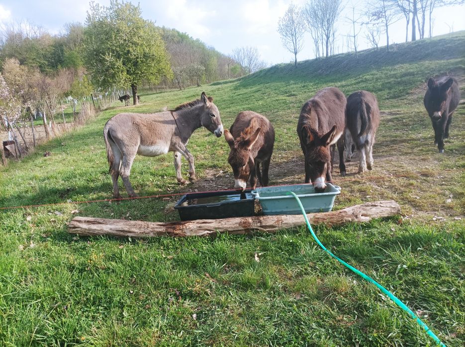 Oferă specială 3 măgărițe de 3 ani