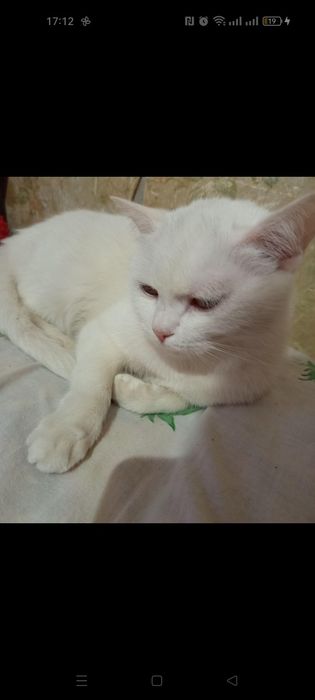 Отдам кошечку в добрые руки