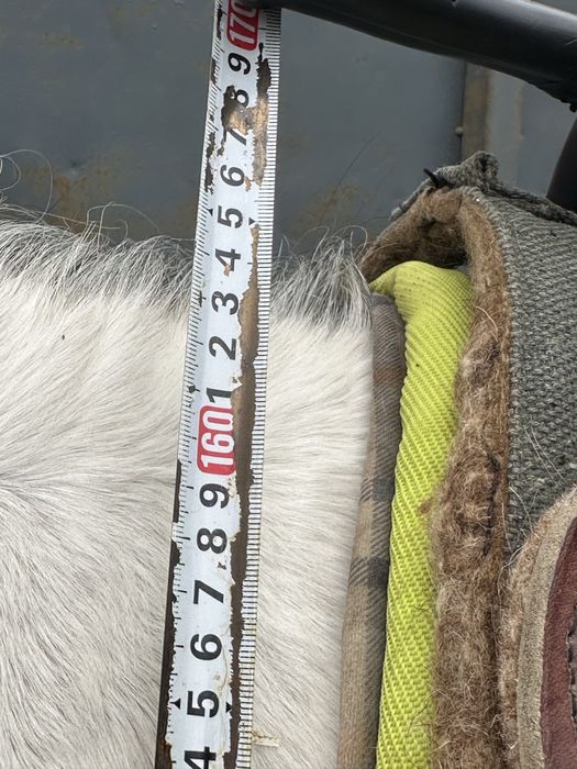 Айгыр жеребец лошадь конь