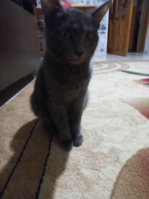 Котенок небольшой