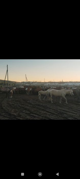 В продаже кобыла и два жеребенка