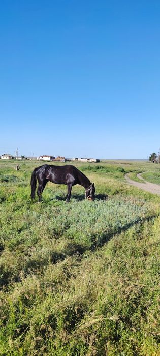 Продам жеребца 4 года обучен