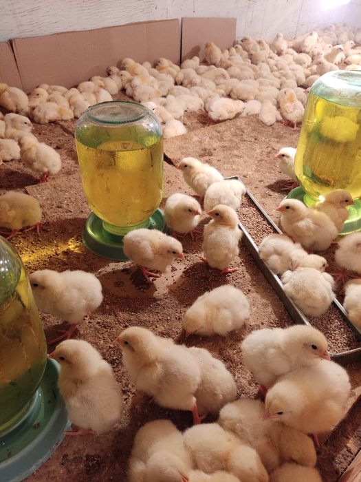 Цыплята бройлер 2ух недельные