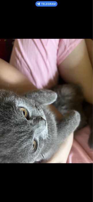 Кошка продаётся