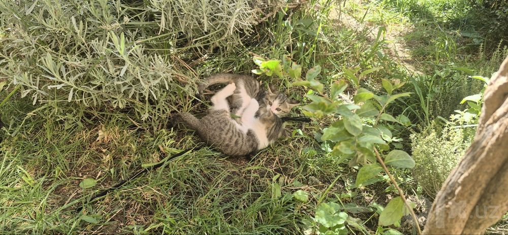 Отдам котят в добрые надёжные руки !