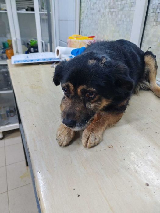 В добрые руки собачка