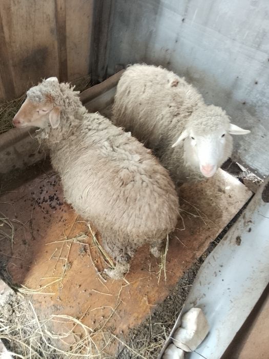 Қой обмен  жасайм