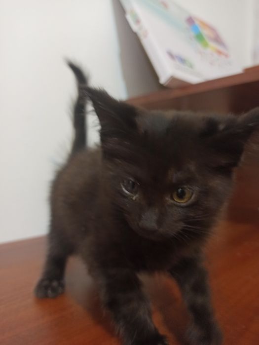 Отдам котят в хорошие руки,