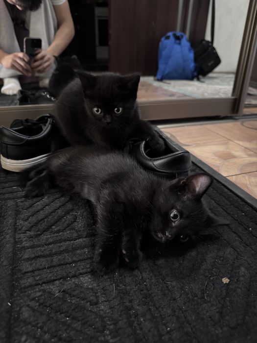 Продам котят девочка и мальчик
